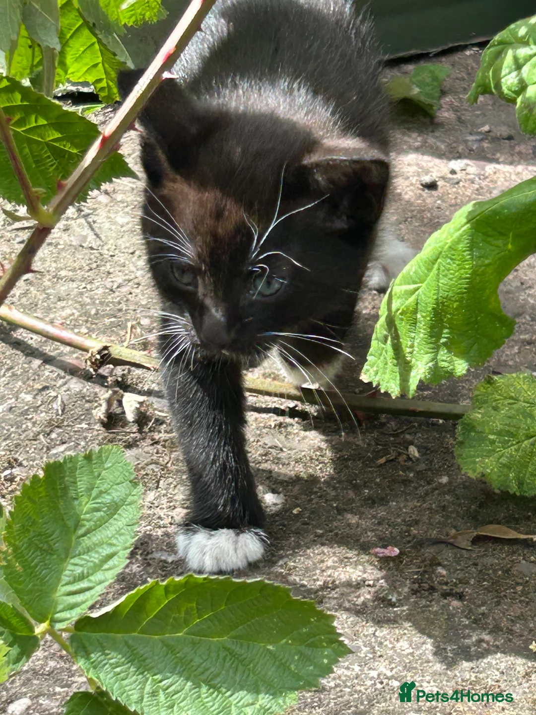 Mixed Breed cats for sale: 5 adorable kittens waiting for a good homes - Advert 2