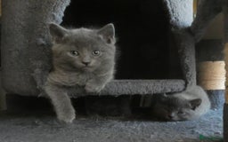 Russian Blue cats for sale: Pure Russian Blue Kittens, 3 girls, 1 boy - Image 2