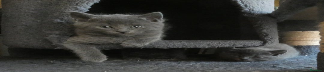 Russian Blue Kitten 2