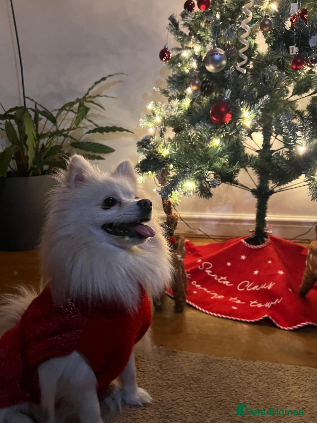 Pomeranian dogs for stud:  JAX – Valentine’s Day Gentleman” - Advert 14