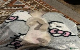 Burmese cats for sale: GCCF reg Pedigree Kittens - Image 2
