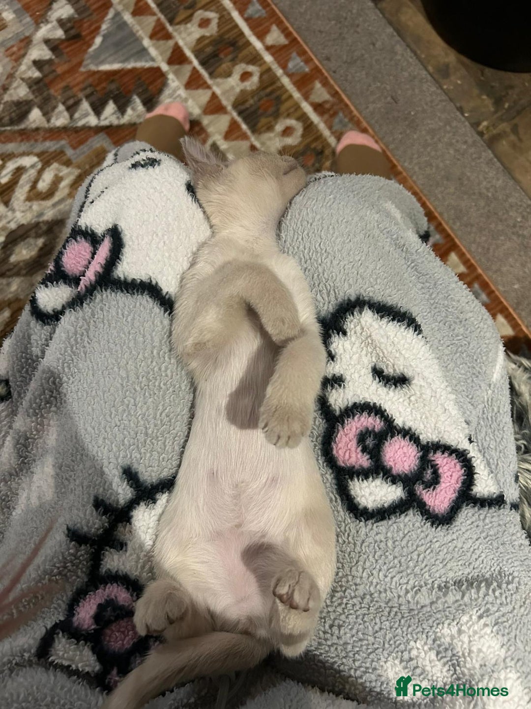 Burmese cats for sale: GCCF reg Pedigree Kittens - Image 2