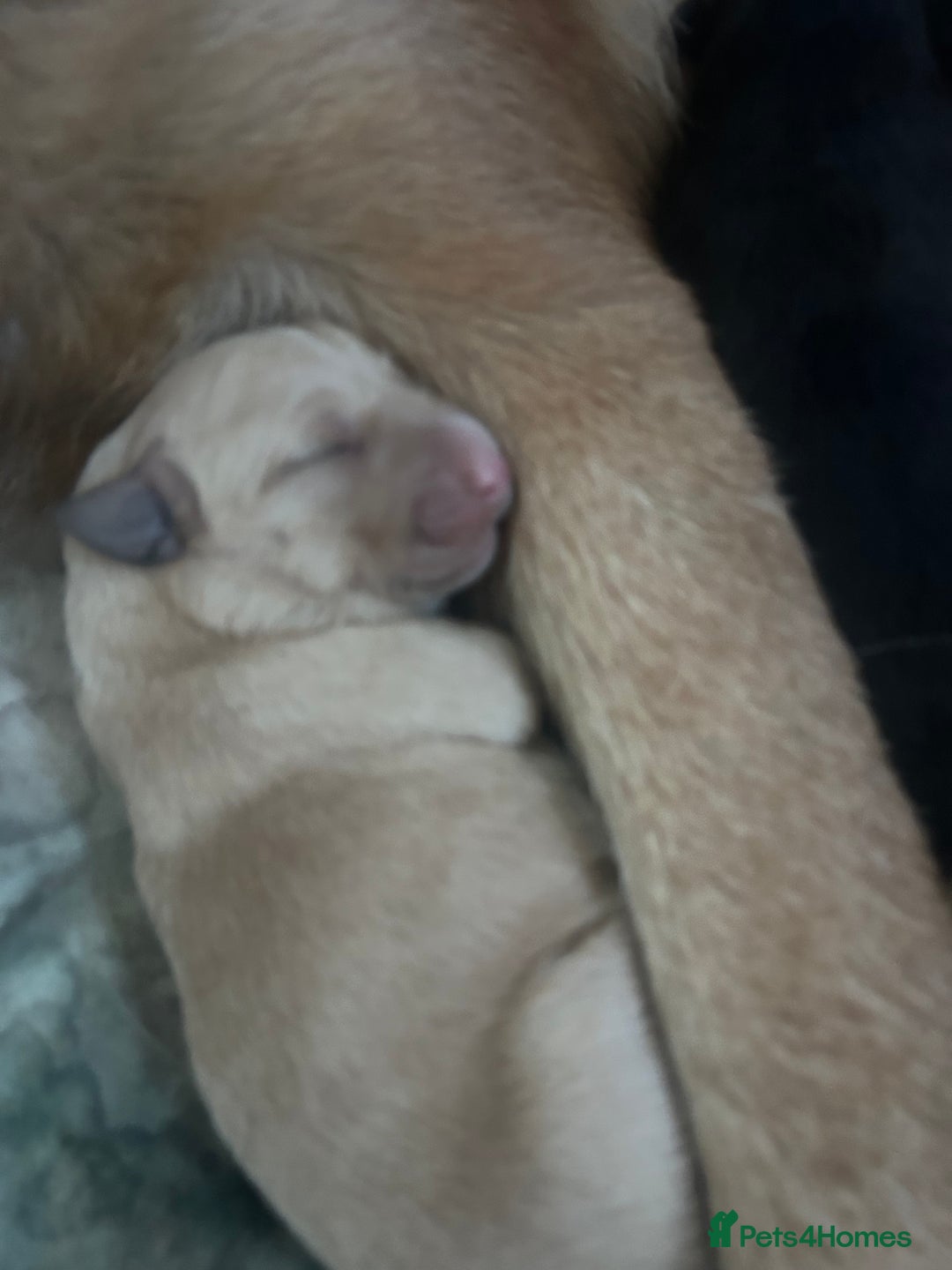 Mixed Breed dogs for sale: GSD x Lab  - Advert 9