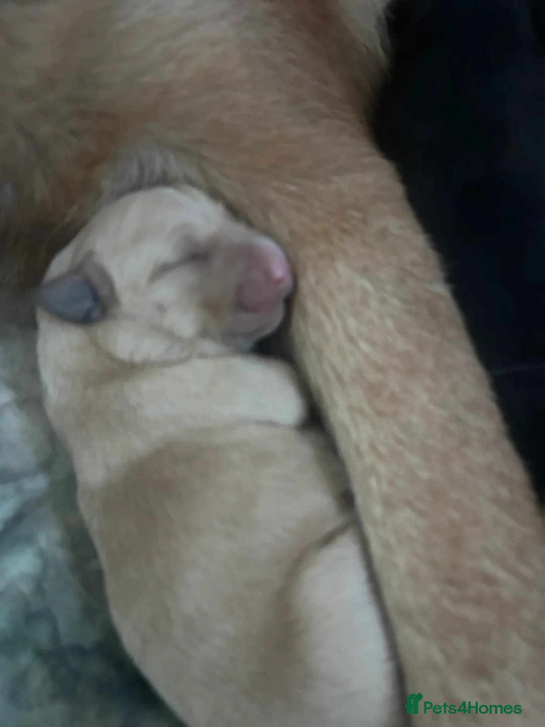 Mixed Breed dogs for sale: GSD x Lab  - Advert 9