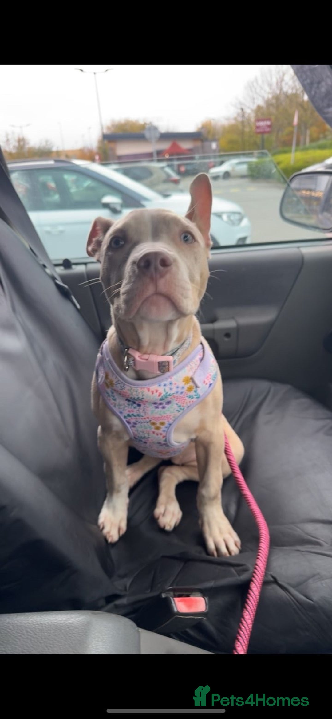 American Bully dogs for sale: 5 month old American bully x pocket bully - Advert 4