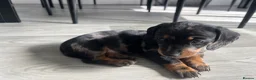 Dachshund dogs for sale: Dapple Dachshund in Hyde - Advert 15