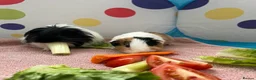 Guinea Pig rodents for sale: Two male guinea pigs  - Advert 8