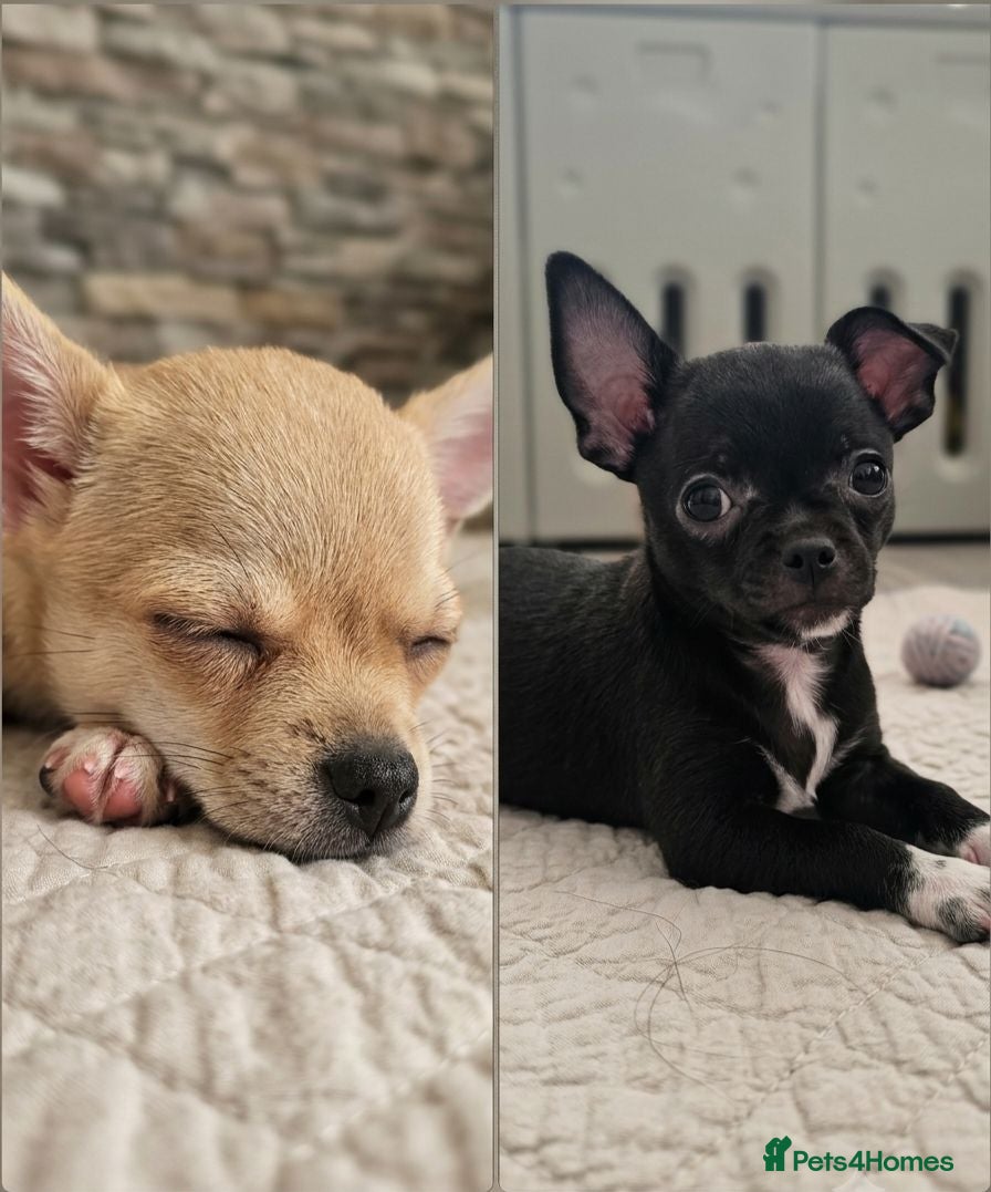 Chihuahua dogs 🐾Chihuahua Girls ready for forever loving homes - Advert 1