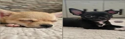Chihuahua dogs for sale: 🐾Chihuahua Girls ready for forever loving homes - Advert 1