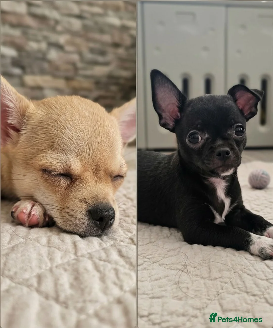 Chihuahua dogs for sale: 🐾Chihuahua Girls ready for forever loving homes - Advert 1