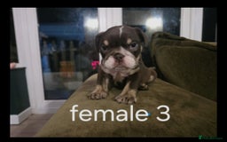 English Bulldog dogs for sale: British bulldog puppies  - Image 3