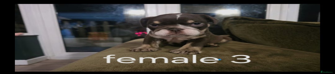 English Bulldog Puppy 3