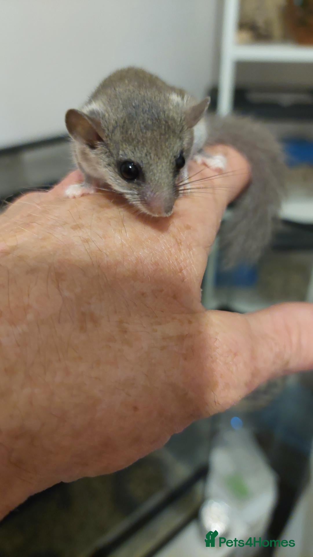 Mouse rodents African pygmy Dor mice - Advert 1