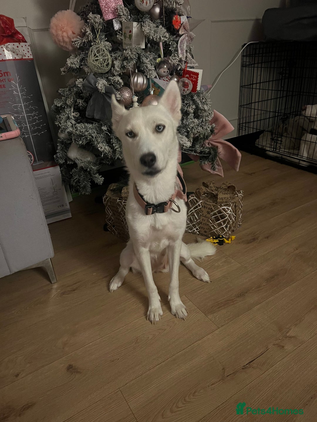 Siberian Husky dogs for sale: Beautiful white husky  - Advert 3