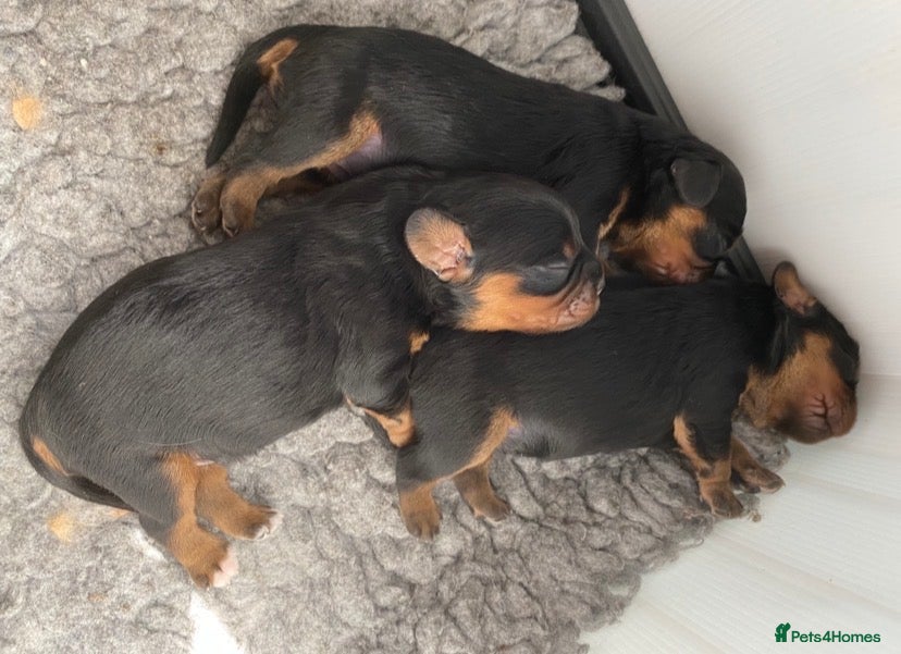 Cavalier King Charles Spaniel dogs Chocolate carrier’s 🤎 kc registered  - Advert 1