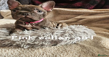 French Bulldog dogs - Advert 1