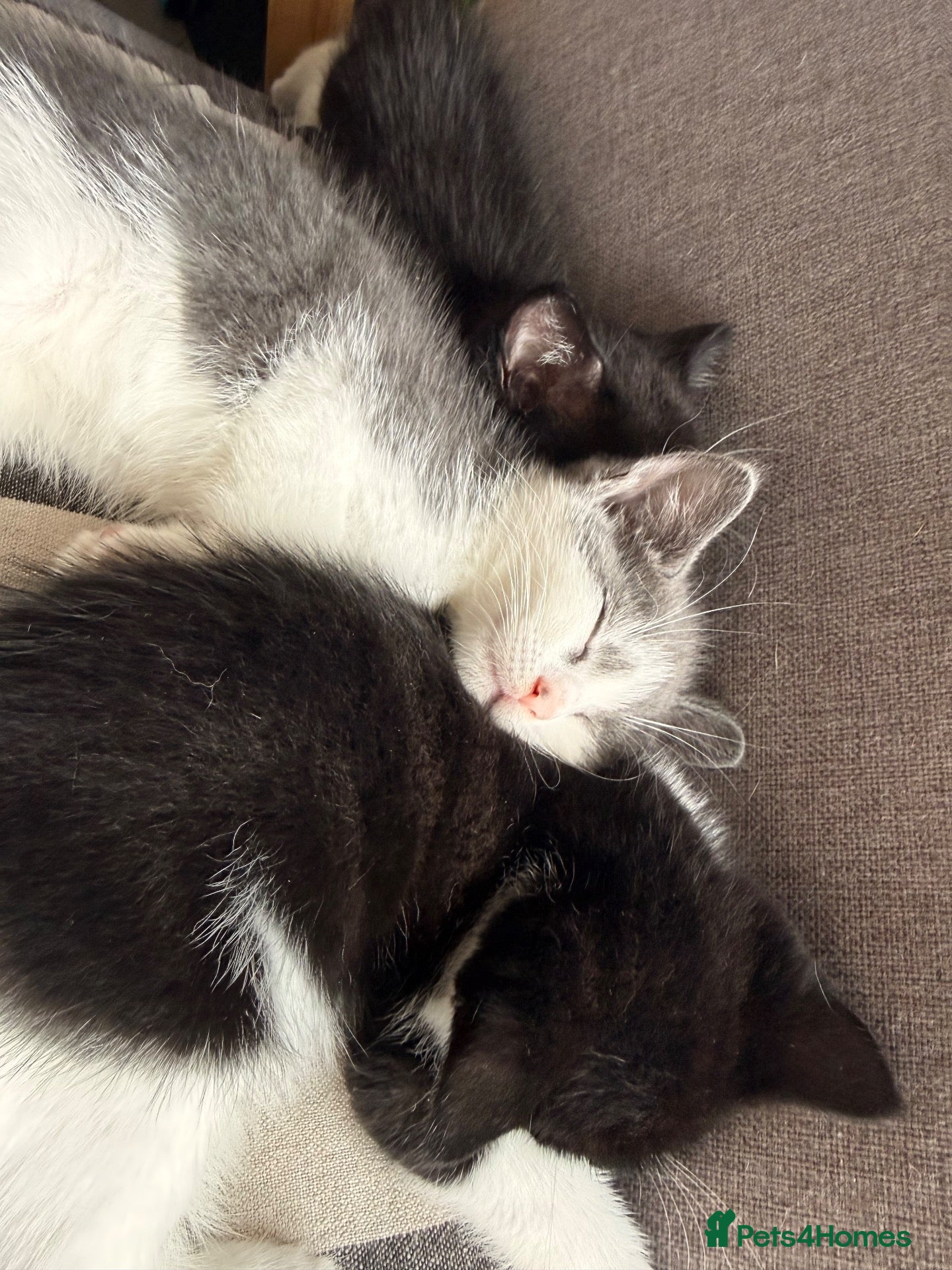 Mixed Breed cats 4 Kittens Ready to leave now 🐾 - Advert 3