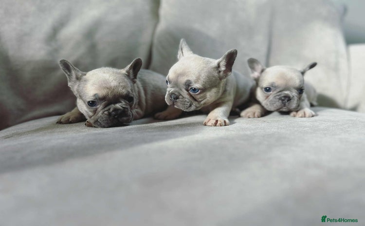 French Bulldog dogs - Advert 18