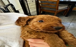 Cockapoo dogs for sale: F1 Red Cockapoo puppies ~ ⭐️ready Now ⭐️  - Image 32