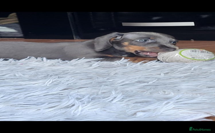 Dachshund dogs - Advert 14