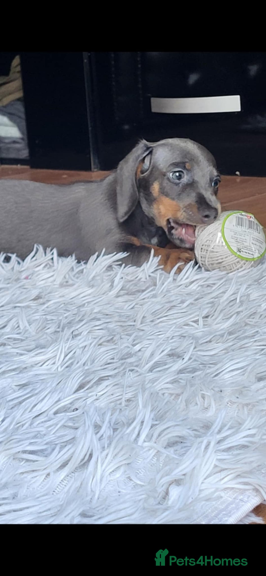 Dachshund dogs for sale: Mini dachshund forsale! - Image 1