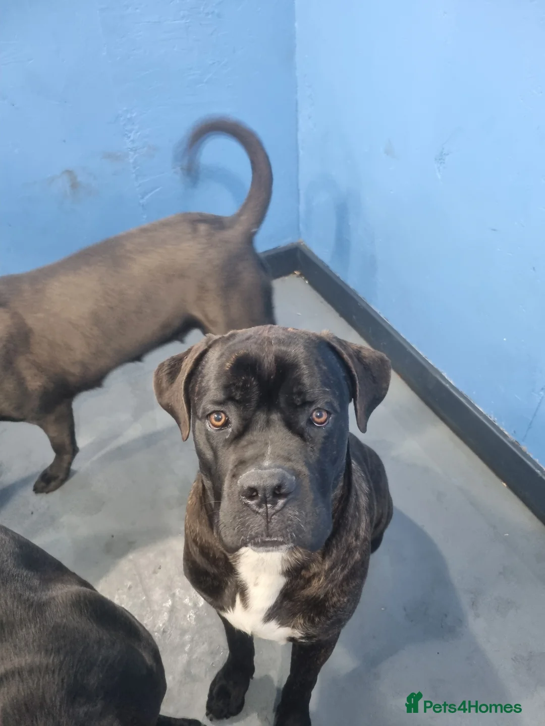 Cane Corso dogs for sale: ITALIAN CANE CORSO  - Advert 2