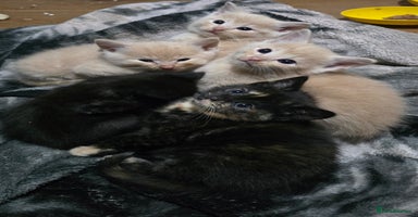 Mixed Breed cats - Advert 8