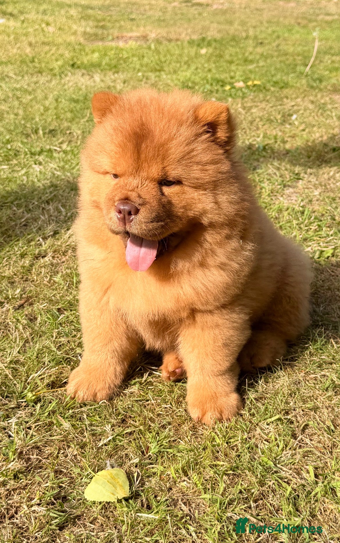 Chow Chow dogs REDUCED- Ready to leave ❤️ - Advert 1