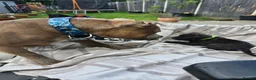 Staffordshire Bull Terrier dogs for stud: Stunning Staffy Enzo - Advert 4