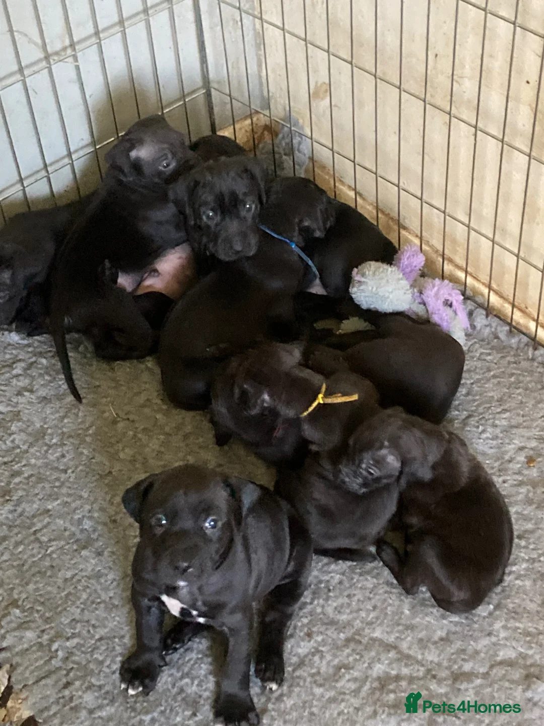 Mixed Breed dogs for sale: Gorgeous Rhodesian Ridgeback cross puppies  - Advert 1
