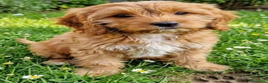 Cavapoo 6