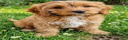 Cavapoo dogs for sale: Cavapoo Puppies looking for their forever homes - Advert 3