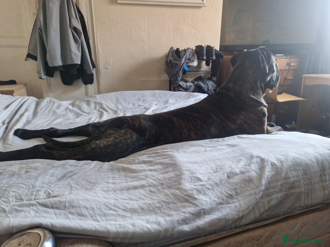 Cane Corso dogs for sale: Cane korso - Advert 3