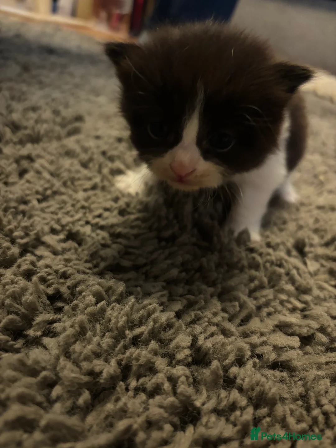 Domestic Shorthair cats for sale: 4 Tuxedo Kittens - Advert 5