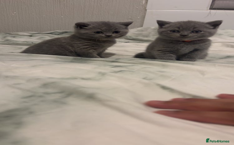 British Shorthair cats Britishshorthair kittens  - Advert 12