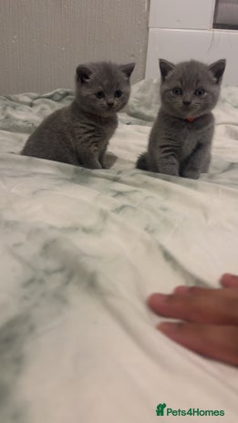 British Shorthair cats Britishshorthair kittens - Advert 13