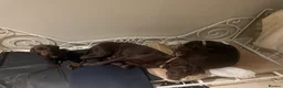 German Shorthaired Pointer dogs for sale: Litter of nine family raised GSPs  - Advert 10