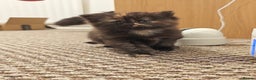 British Longhair cats for sale: British Longhair Cross Kittens  - Advert 8