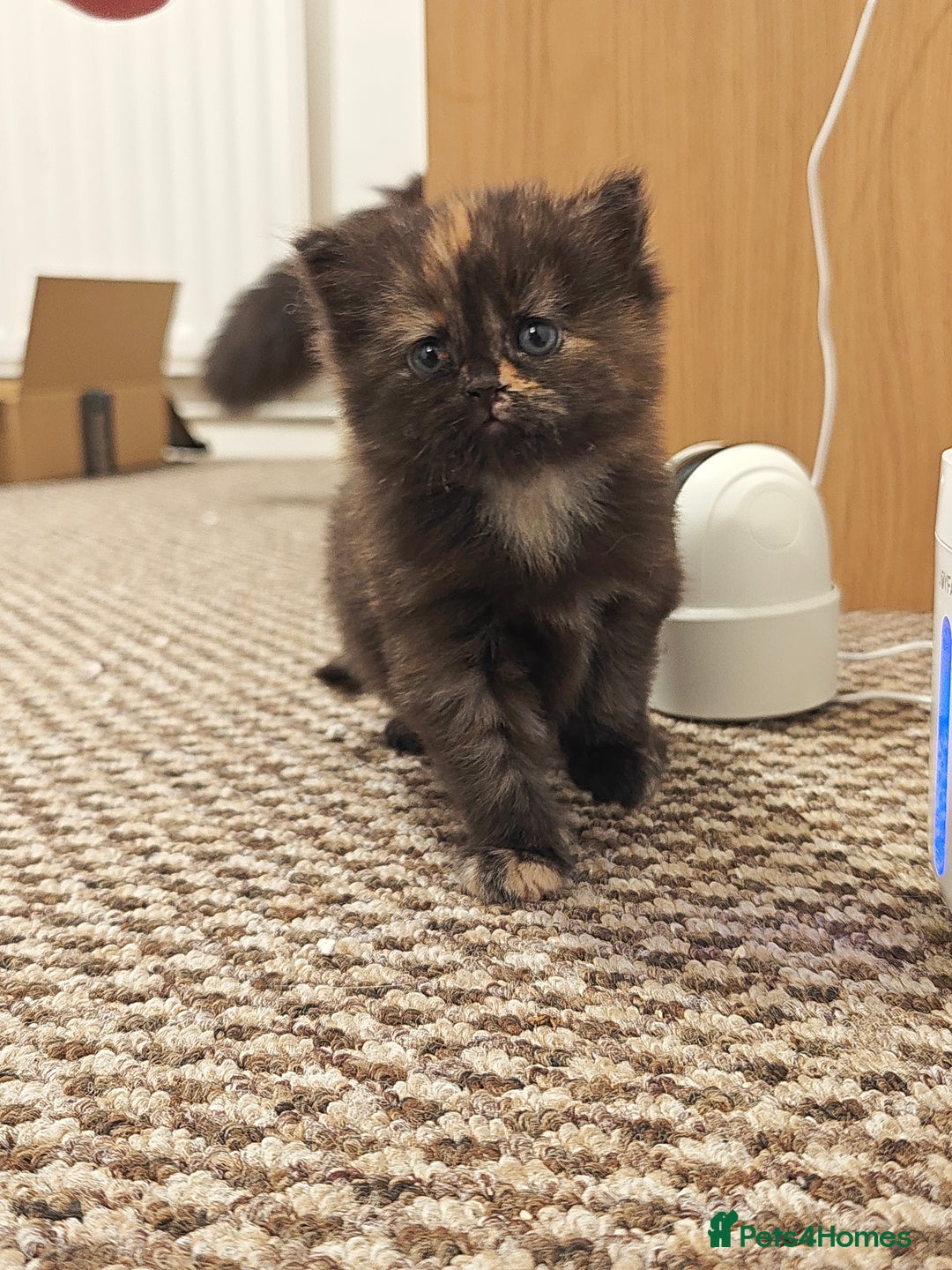 British Longhair cats for sale: British Longhair Cross Kittens  - Advert 8