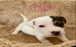 Jack Russell dogs for sale: Bob tail jacks  - Image 20