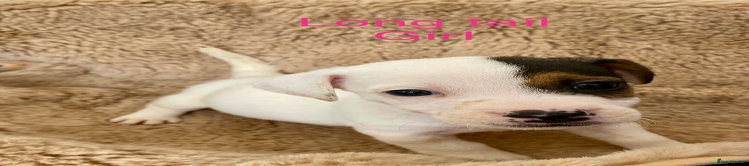 Jack Russell Puppy 8