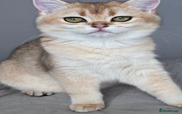 British Shorthair cats for sale: BSH GCCF Girl and Boy NY 12 GOLDEN BLACK SHEDDED  in Basildon - Image 3
