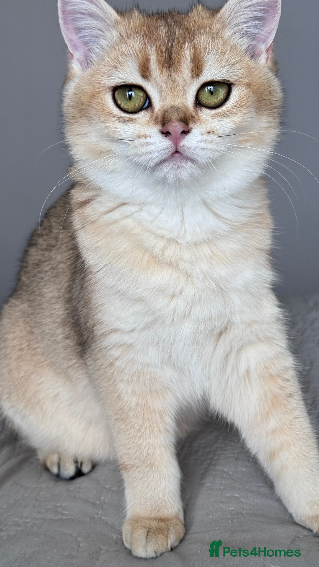 British Shorthair cats for sale: BSH GCCF Girl and Boy NY 12 GOLDEN BLACK SHEDDED  in Basildon - Image 3