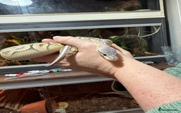 Python Snake reptiles for sale: Meet Mr Sprinkles - Image 6