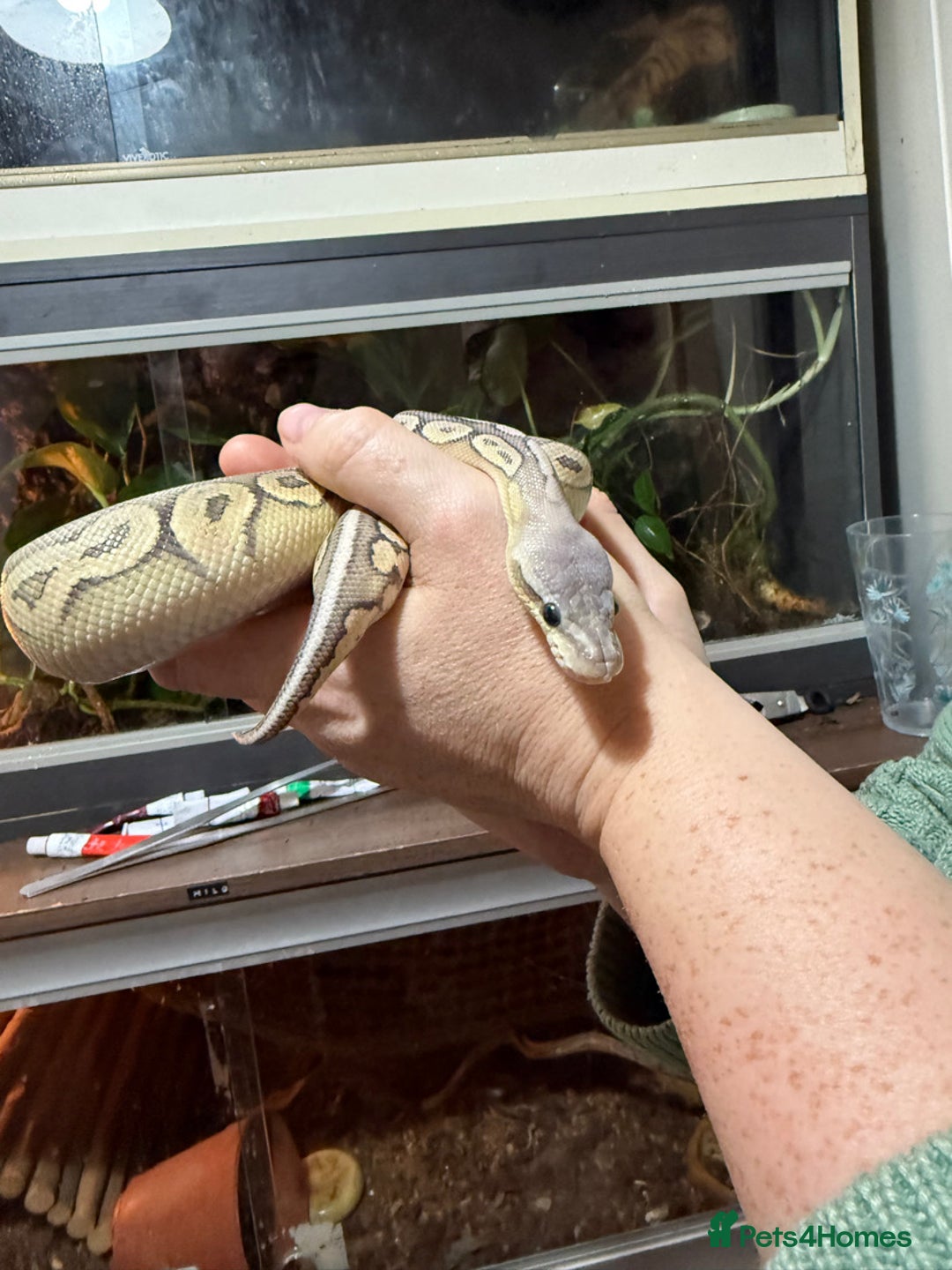Python Snake reptiles for sale: Meet Mr Sprinkles - Image 6