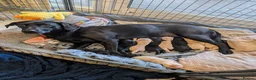 Labrador Retriever dogs for sale: Seven Week old Labrador Pups in Aberdeen - Advert 3