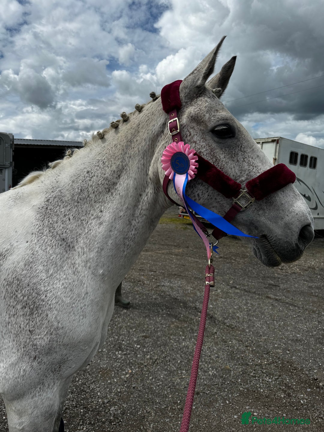 English Warmblood horses for sale: 16hh Schoolmistress  - Image 2