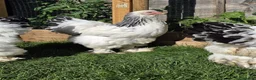 Mixed Breed birds for sale: Buff Cochin  - Advert 1