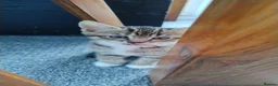 Mixed Breed cats for sale: Stunning Torbie girl ready to leave now  - Advert 6