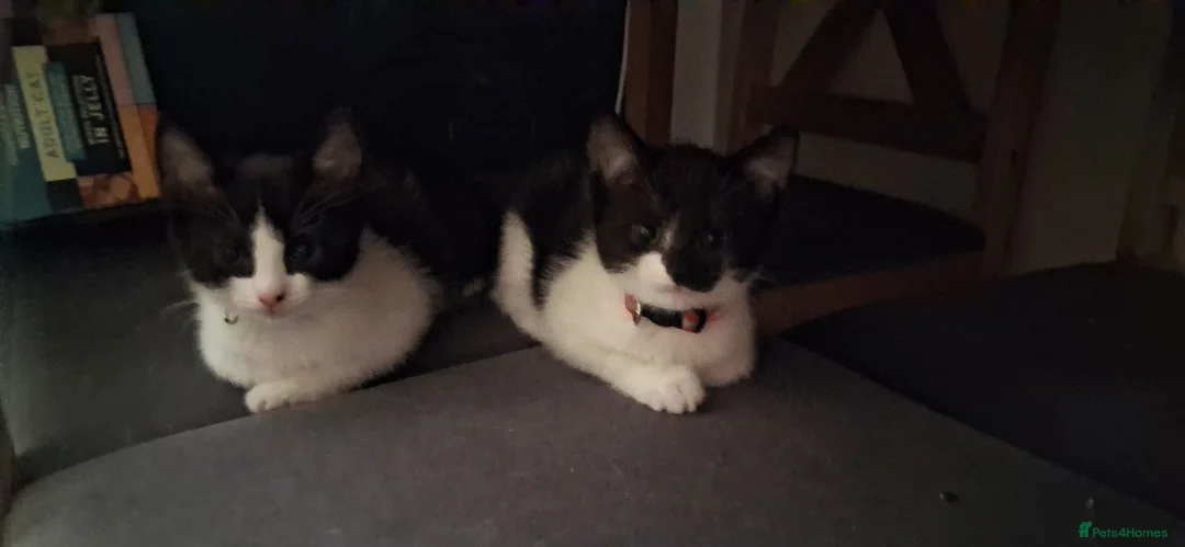 Mixed Breed cats for sale: Cute kittens - Advert 6